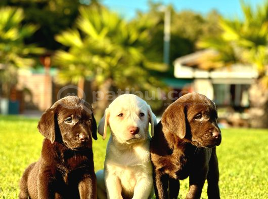 Labrador Retriever Yavrulari Istanbul