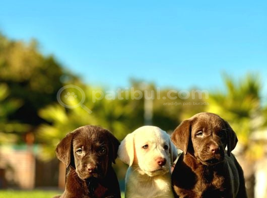 Labrador Retriever Yavrulari Istanbul görsel