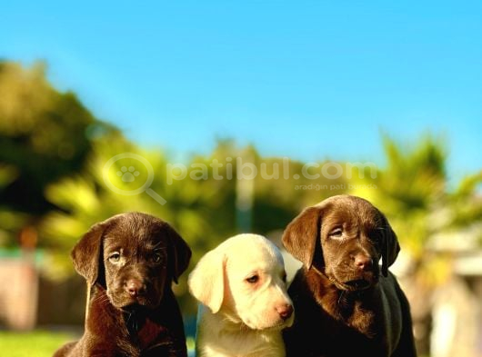 Labrador Retriever Yavrulari Istanbul görsel