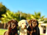 Labrador Retriever Yavrulari Istanbul