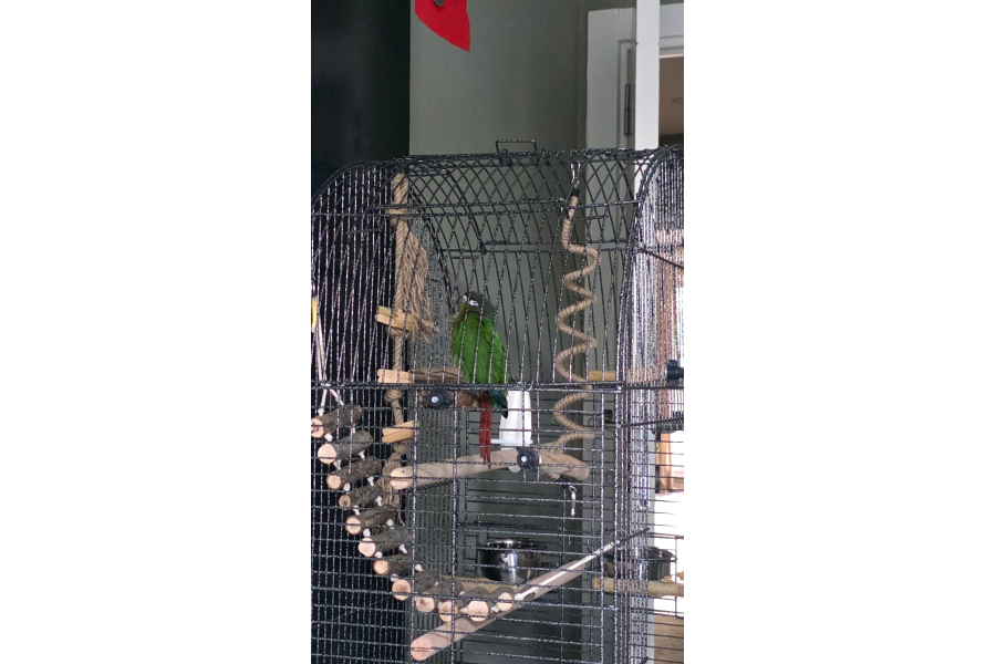 Full Evcil Iki Buçuk Aylık Konur
