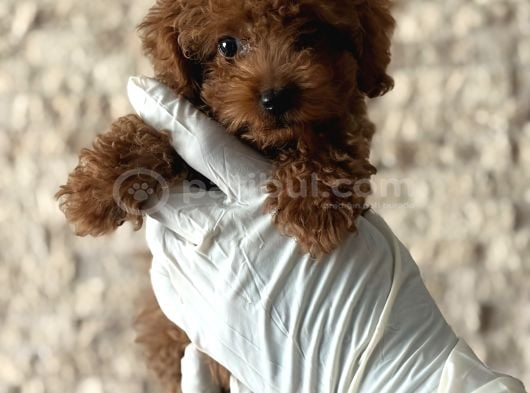 Poodle Yavruları  Sağlıklı Seviml