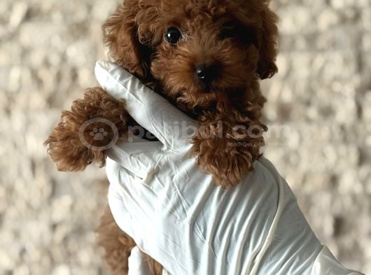 Poodle Yavruları  Sağlıklı Seviml görsel