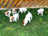 Safkan Orjinal Jack Russel Yavrular