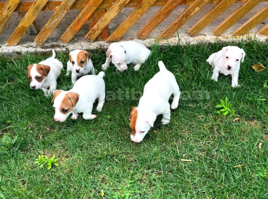 Safkan Orjinal Jack Russel Yavrular görsel