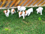 Safkan Orjinal Jack Russel Yavrular