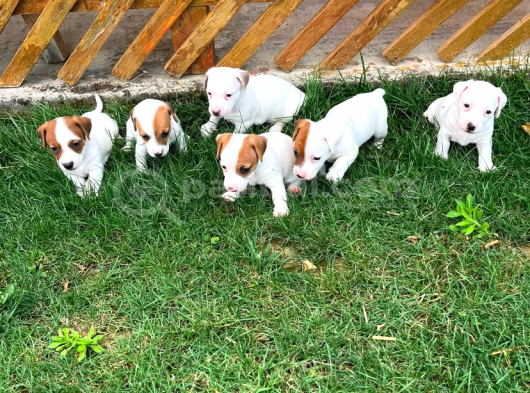 Safkan Orjinal Jack Russel Yavrular