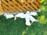 Safkan Orjinal Jack Russel Yavrular