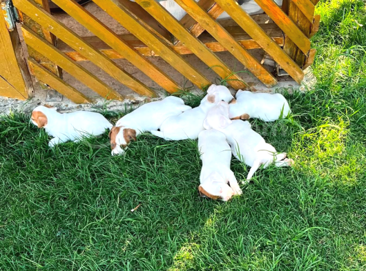 Safkan Orjinal Jack Russel Yavrular görsel