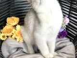 Safkan British Shorthair Silver Ns12