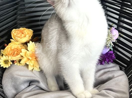 Safkan British Shorthair Silver Ns12 görsel