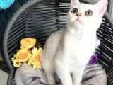Safkan British Shorthair Silver Ns12