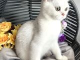Safkan British Shorthair Silver Ns12