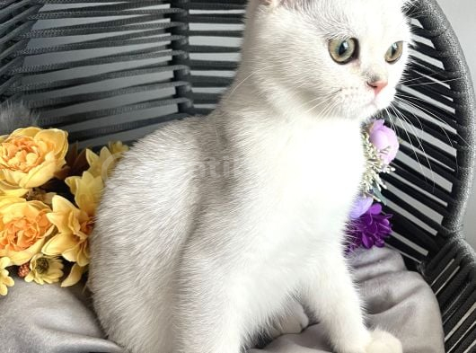 Safkan British Shorthair Silver Ns12 görsel