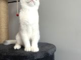 Safkan British Shorthair Silver Ns12