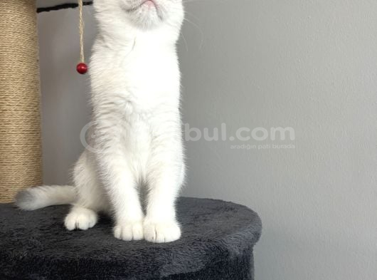 Safkan British Shorthair Silver Ns12 görsel