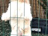 Labradoodle Yavruları