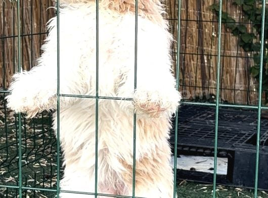 Labradoodle Yavruları görsel