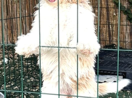 Labradoodle Yavruları