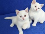 Kaçmaz Beyaz Güzelli̇k Bri̇ti̇shler