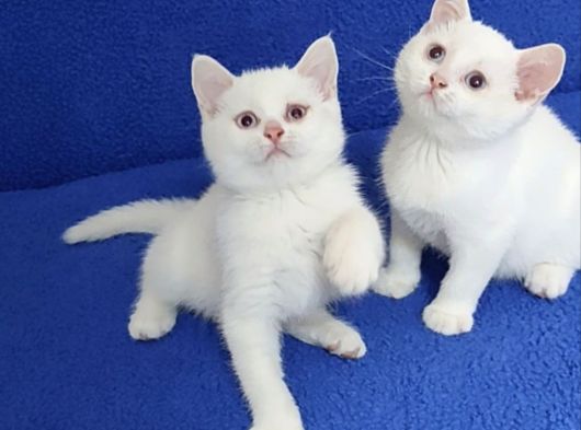 KAÇMAZ BEYAZ GÜZELLİK BRİTİSHLER