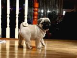 Üst Segment Pug Mops Bebekleri