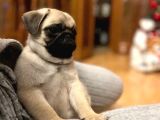 Üst Segment Pug Mops Bebekleri