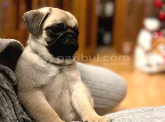 Üst Segment Pug Mops Bebekleri