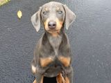 Nadir Renk Blue Doberman Yavruları