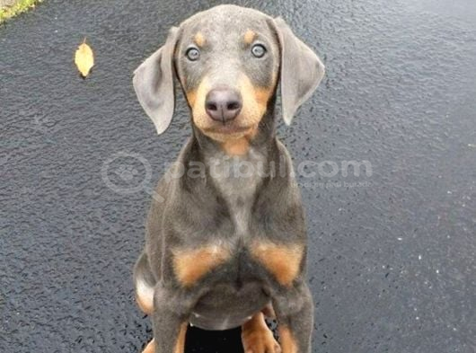 Nadir Renk Blue Doberman Yavruları