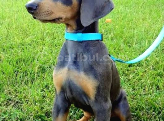 Nadir Renk Blue Doberman Yavruları görsel