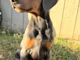 Nadir Renk Blue Doberman Yavruları