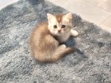 Irk Ve Sağlik Garanti̇li̇ Bri̇ti̇sh Si̇lver Yavrularimiz