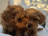 Son Kalan Erkek 2 Aylık Koyu Kahverengi Teacup Poodle