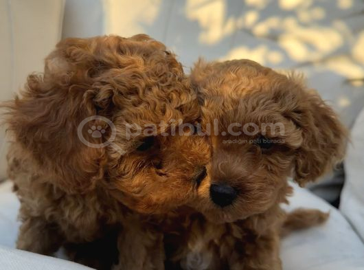 Son Kalan Erkek 2 Aylık Koyu Kahverengi Teacup Poodle görsel