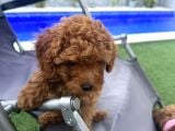 Son Kalan Erkek 2 Aylık Koyu Kahverengi Teacup Poodle