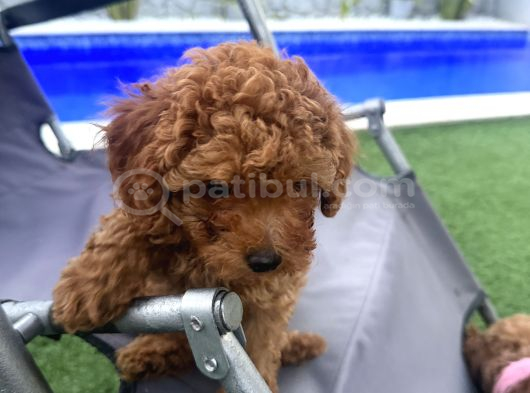 Son Kalan Erkek 2 Aylık Koyu Kahverengi Teacup Poodle
