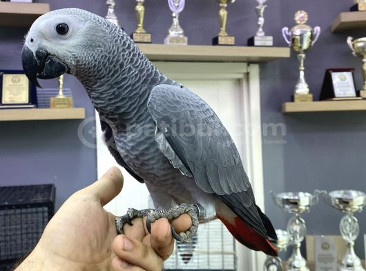 Yasal Belgeli̇ Bi̇lezi̇kli̇ Bebek Yavru Jako Papağani