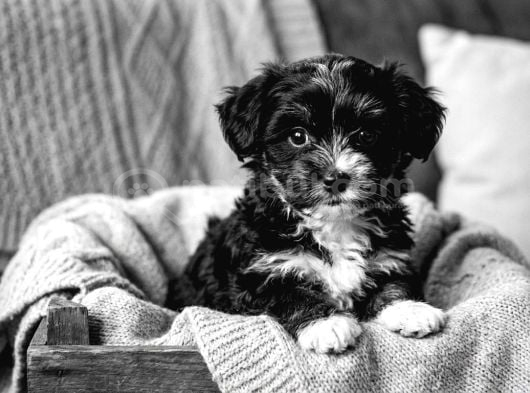 Core Morkie Bebekler Teslime Hazır