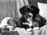 Core Morkie Bebekler Teslime Hazır