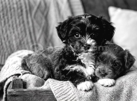 Core Morkie Bebekler Teslime Hazır görsel
