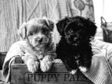 Core Morkie Bebekler Teslime Hazır