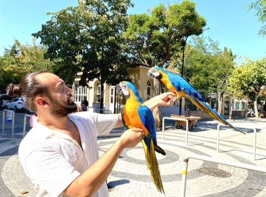 Sarilaci̇vert Macaw Papağani Full Eği̇ti̇mli̇ Konuşan