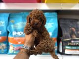 Toy Poodle Yavrulari
