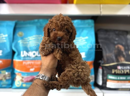 Toy Poodle Yavrulari görsel