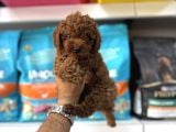 Toy Poodle Yavrulari