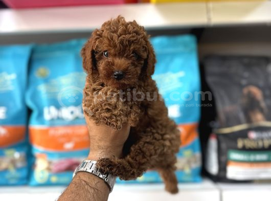 Toy Poodle Yavrulari