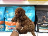 Toy Poodle Yavrulari