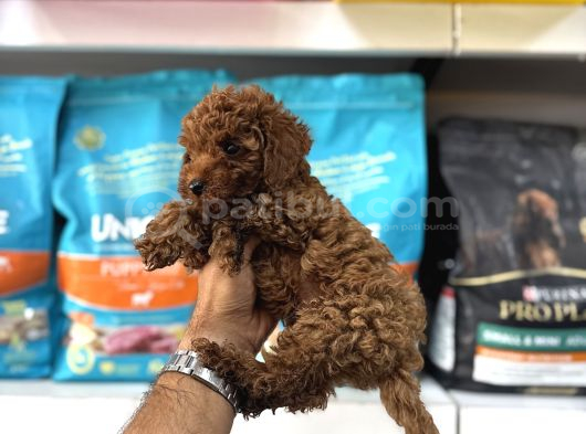 Toy Poodle Yavrulari görsel