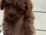 Son Kalan Erkek 2 Aylık Koyu Kahverengi Teacup Poodle
